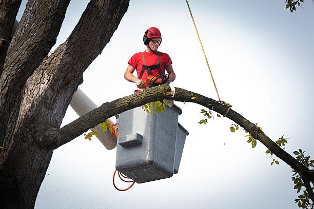 Best Professional Tree Care  in South Valley, NM